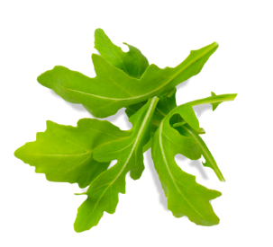 Rucola